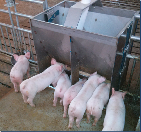 Stainless Steel Double Side Fe - Agriculture Farming Livestock 评论和价格